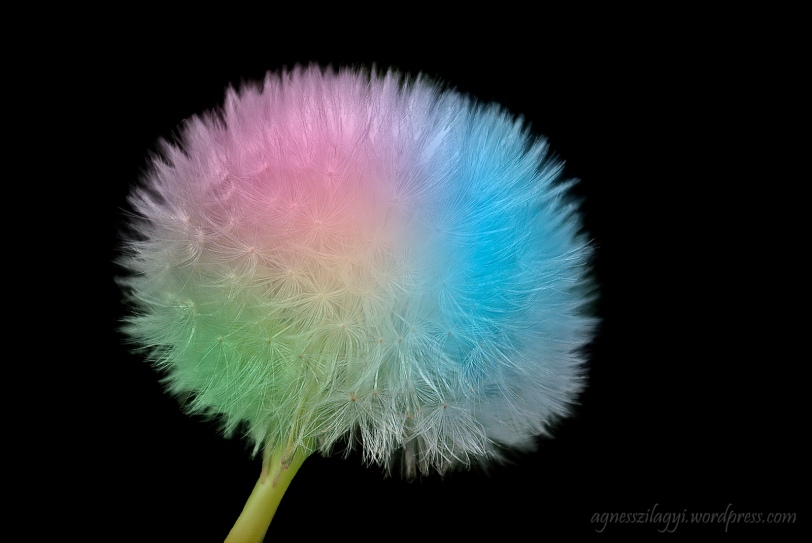01_colourful pompom