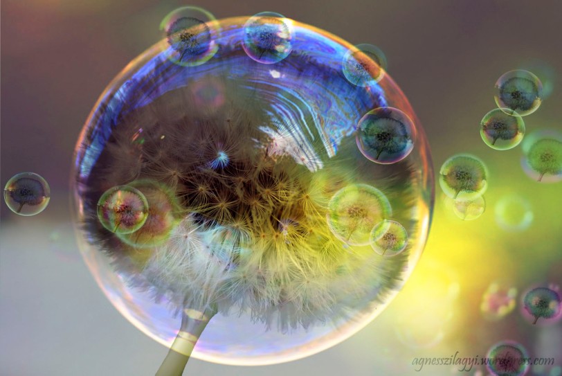 04_Bubble dandelion